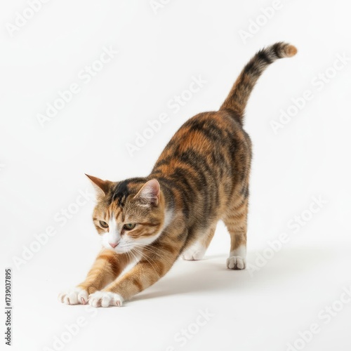 Cat stretching forward on a white studio background