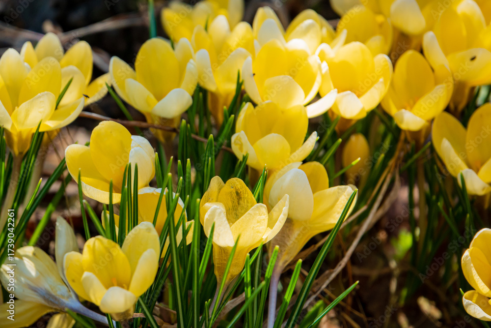 Obraz premium Vibrant yellow crocuses burst forth from the earth, signaling the joy of spring's arrival