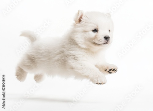 Fluffy White Puppy Mid-Air Leap