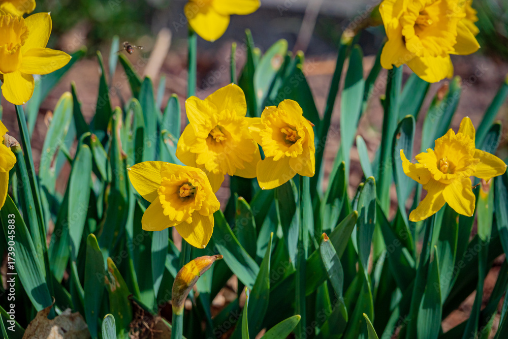 Fototapeta premium Vibrant clusters of daffodils stretch toward the sun, marking the arrival of spring in the garden