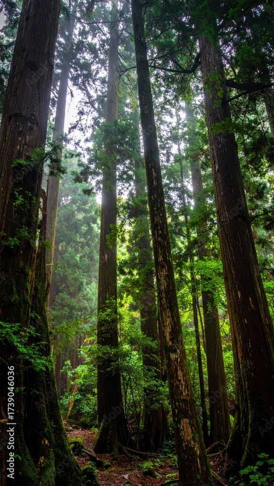 Fototapeta premium Lush forest, vertical trees