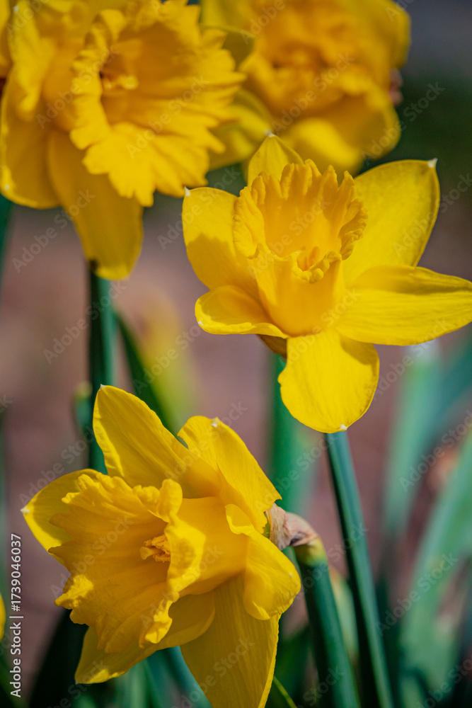 Obraz premium Beautiful clusters of daffodils burst with bright yellow petals, welcoming the warmth of spring