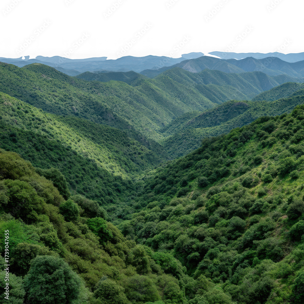 Obraz premium Expansive lush green mountain valley with rolling hills covered in dense forest trees and vegetation isolated on transparent background
