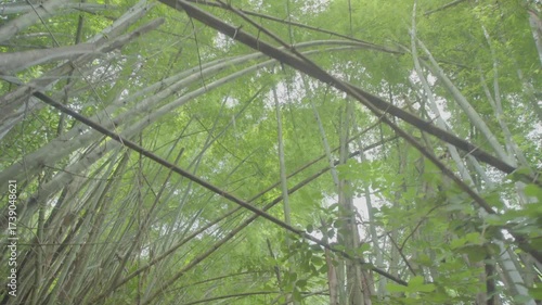 A ungraded wide shot at daylight walking in a jungle full of bamboo panned from bottom to top.