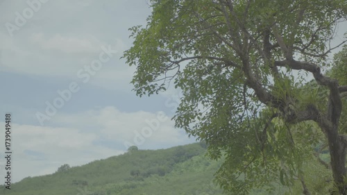 A ungraded zoomed medium shot of a tree with the sky and a mountain as a background.