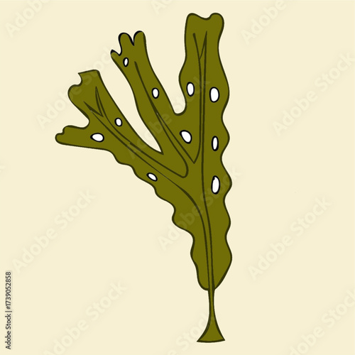 algae fucus brown algae illustration biology botany diagram bryophytes educational.eps