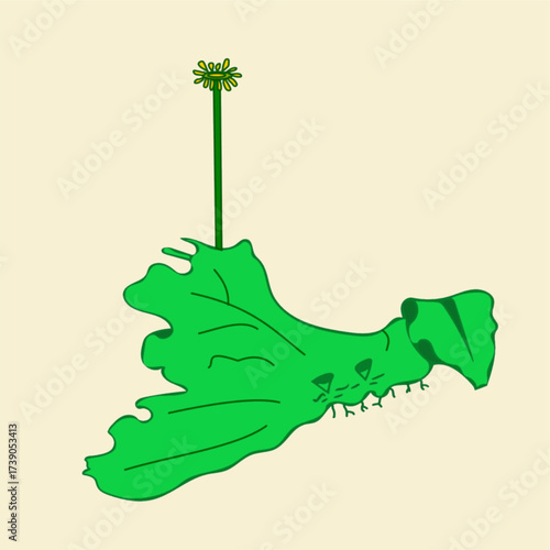 Liverwort Marchantia female thallus illustration biology botany diagram bryophytes educational.eps