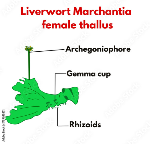 Liverwort Marchantia female thallus  with labelled parts biology botany diagram bryophytes educational.eps