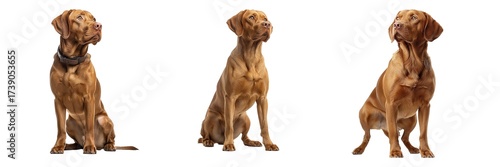 Wallpaper Mural Set of Hungarian Vizsla Isolated on Transparent Background. PNG. Torontodigital.ca