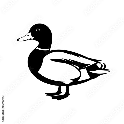Vector art of mallard duck