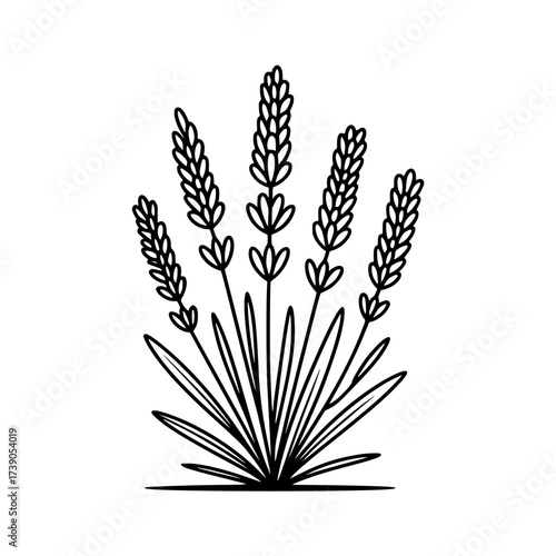 Vector art of lavender sprigs