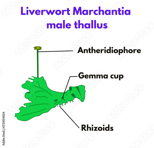 Liverwort Marchantia male thallus  with labelled parts biology botany diagram bryophytes educational (1).eps