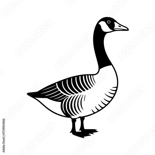 Vector art of canada goose