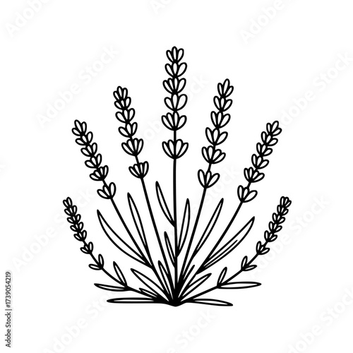 Vector art of lavender plant illustration