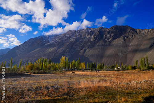 Grazing area for cattle in the plateau of Nubra valley in Himalayas india.