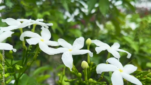 beautiful pinwheel flower with green leaves