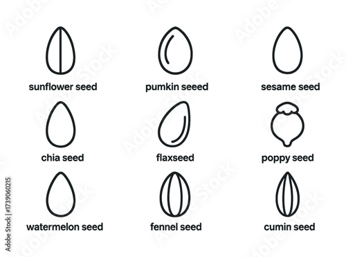 Illustrated guide to common seeds: sunflower, pumpkin, sesame, and more