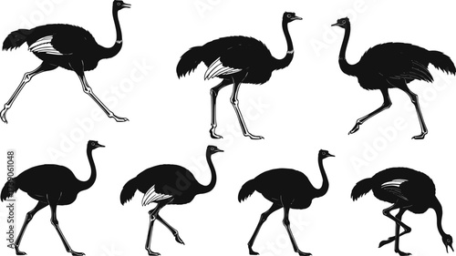 Ostrich silhouettes, wildlife bird illustration, exotic animal artwork, zoology study concept, bird