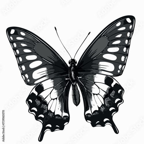 butterfly, illustration, design, beautiful, nature, floral, vector, spring, summer, decoration, insect, colorful, background, abstract, wing, fly, silhouette, flower, art, white, pattern, isolated, pr