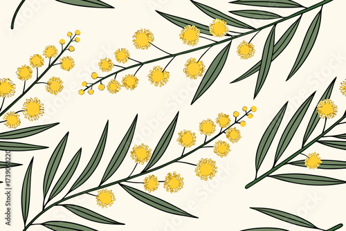 Golden wattle sunny bloom