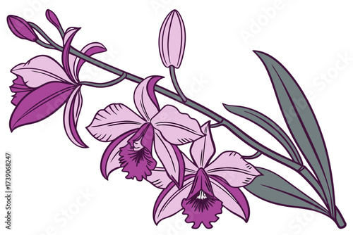 purple orchid flower