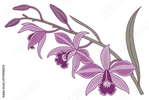 purple orchid flower