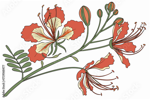 pride of barbados fiery petals