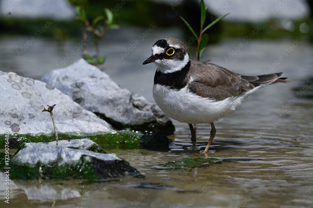 Fototapeta premium Little ringed plover // Flussregenpfeifer (Charadrius dubius)