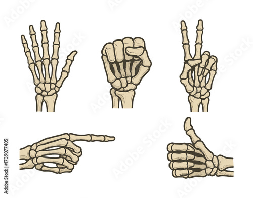 Vector Skeleton hand gestures: peace, fist, thumbs up, open, pointing - anatomical study