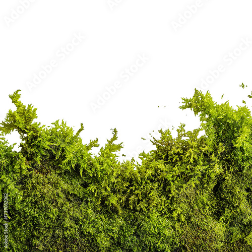 Green moss isolated on transparent background