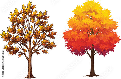 Beautiful autumn trees with colorful leaves, fall season nature illustration, orange and yellow foliage design, seasonal landscape concept, natural forest vector, environmental outdoor element