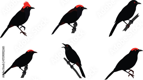 Stylized black birds perched on branches, red crests and caps, comparative avian chart, minimal vector illustration, ornithology, wildlife, nature, silhouette art