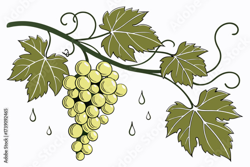 bunch of grapes
