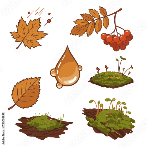This charming set features essential autumn elements: golden leaves, red rowan berries, green moss patches, and a glistening amber drop, perfect for fall designs.
