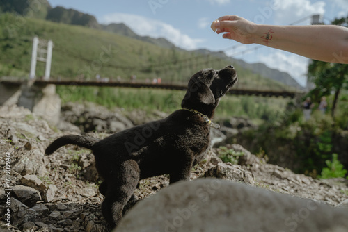 Black Labrador puppy obedience