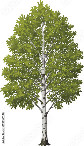 Tall birch tree with green leaves, natural forest illustration, detailed foliage design, eco friendly nature concept, isolated tree vector, environmental landscape element