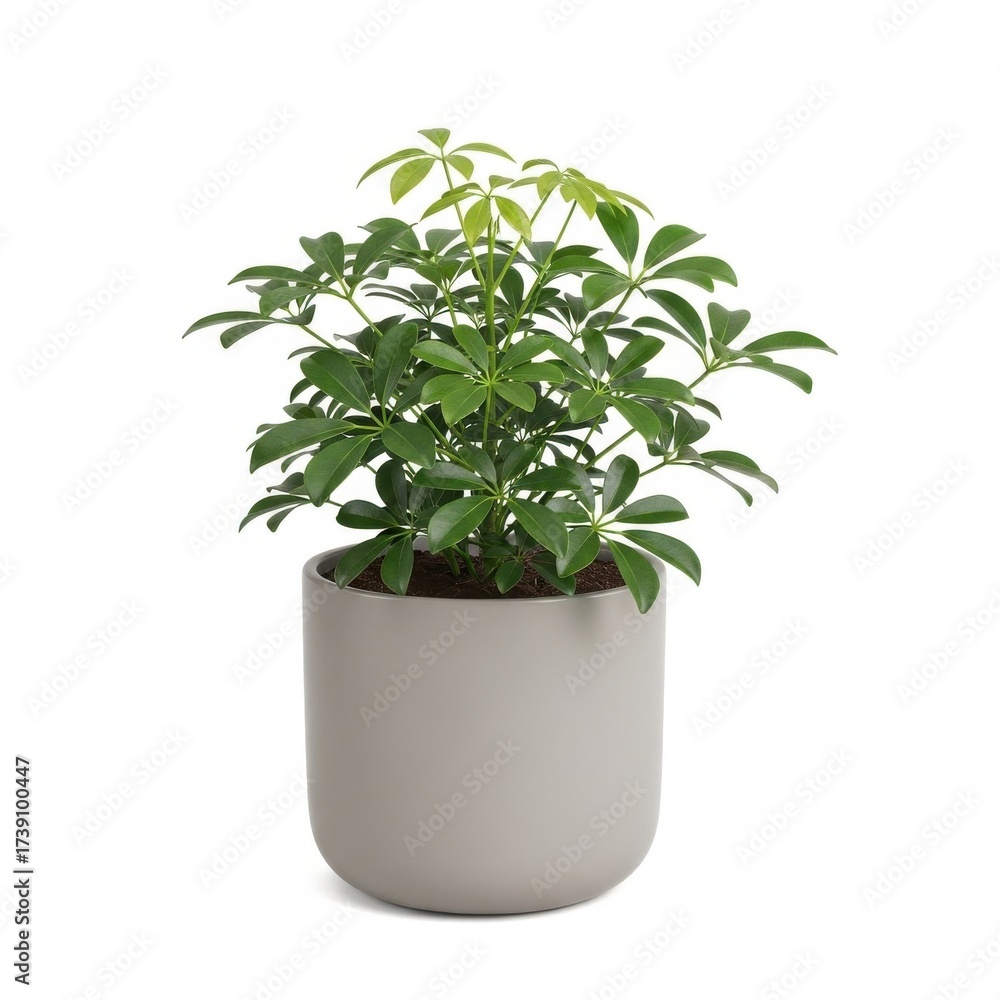 Obraz premium Schefflera arboricola plant in modern pot, isolated on white backdrop