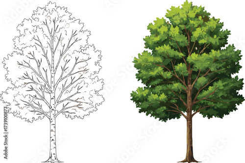 Tree illustration with detailed branches and lush green leaves, hand drawn outline and realistic vector design, natural forest plant, eco friendly nature concept isolated