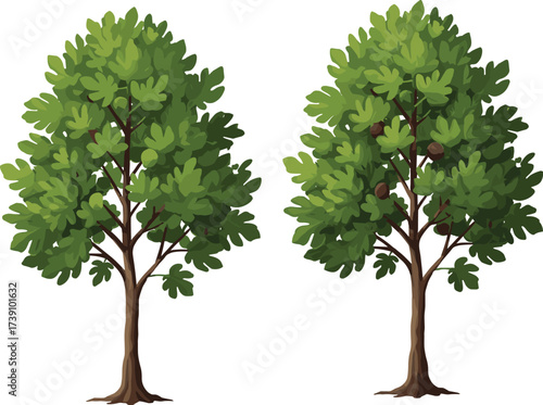 Tree illustration, green foliage, fruit-bearing tree, botanical comparison, nature vector, seasonal growth, forest plant, stylized artwork, educational design, tropical tree, leaf canopy, nut tree
