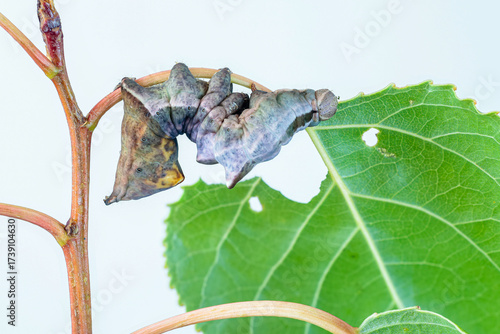Caterpillar of the Notodonta torva moth, feeding on poplar leaves. Populus.