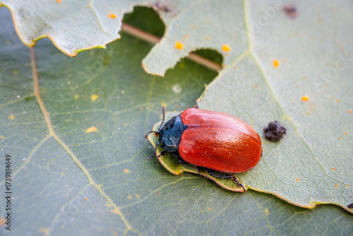 Chrysomela populi. Red Poplar Beetle on a leaf.