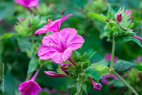 Mirabilis jalapa. A plant with pink flowers, known as the Morning Glory. Four o'clock flower.