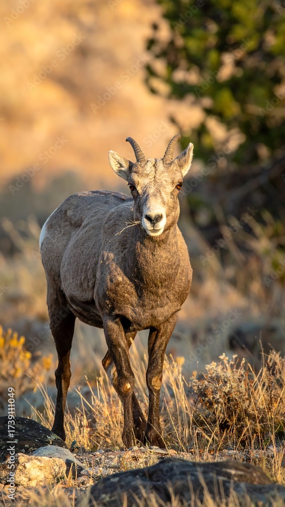 Fototapeta premium Mountain goat portrait in golden light