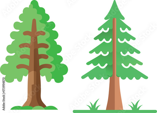 redwood sequoia tree