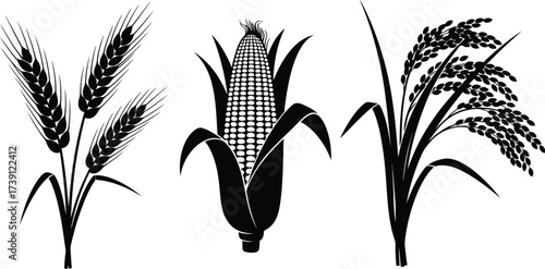 Illustration of wheat, corn, and rice, representing staple crops and agricultural products for food production