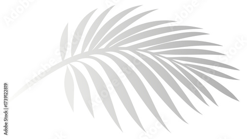White Palm Frond Silhouette on Black Background overlay leaf