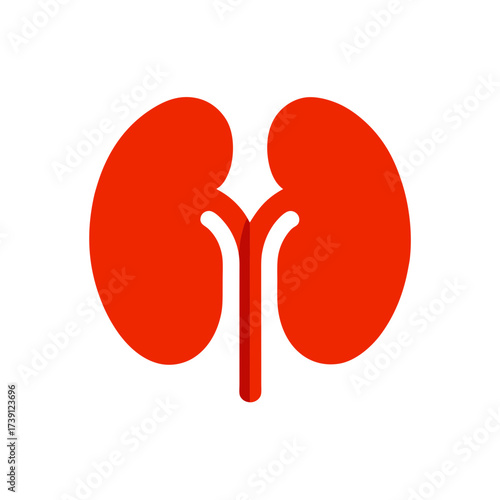 Red kidney organ illustration on white on transparent background