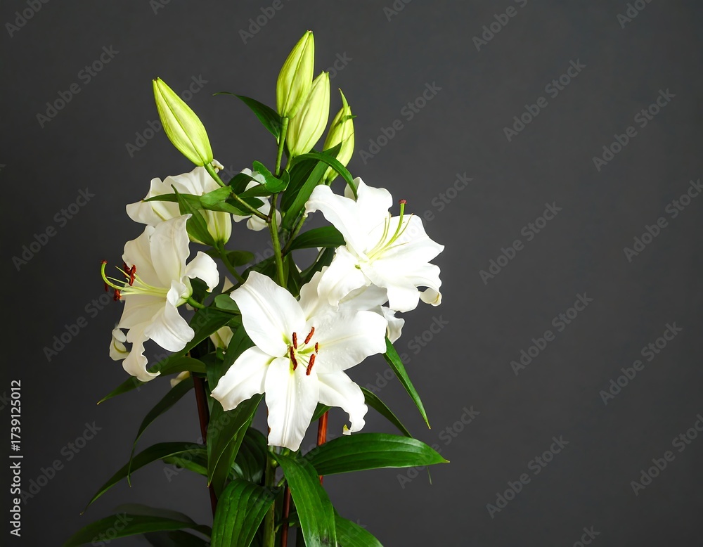 Obraz premium White lilies against a dark background