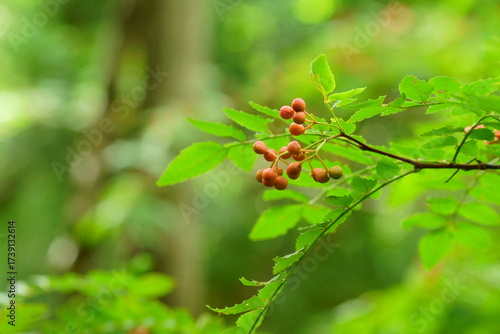熟した山椒の実