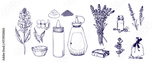 Set of hand drawn herbs and spices design elements. Vector illustration in sketch style